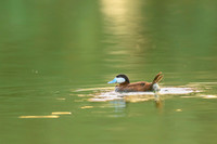 Ruddy duck