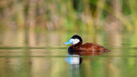 Ruddy duck
