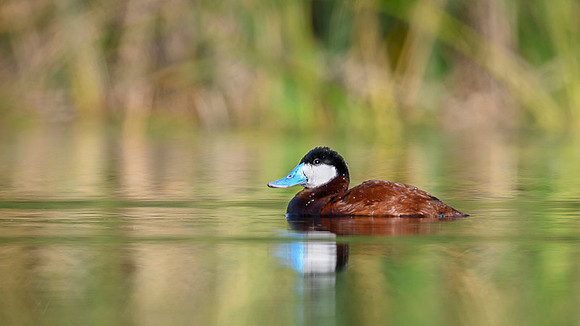 Ruddy duck