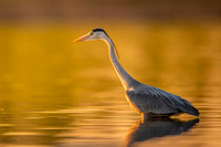 Grey heron / Czapla siwa