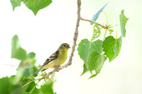 Lesser Goldfinch