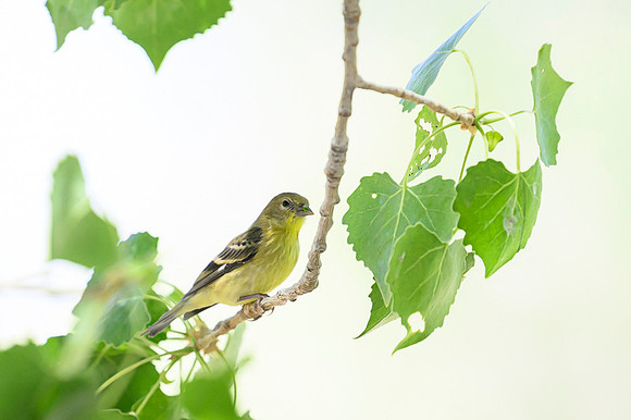 Lesser Goldfinch