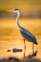 Grey heron / Czapla siwa