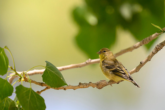 Lesser Goldfinch