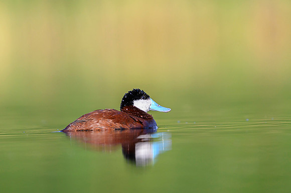 Ruddy duck