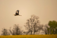 Grey heron / Czapla siwa