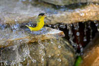 Lesser Goldfinch