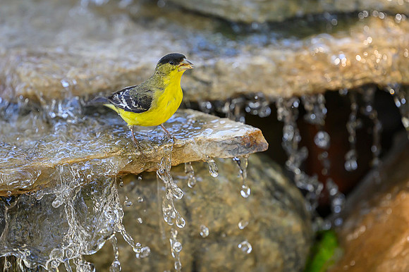Lesser Goldfinch