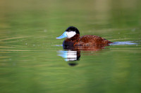 Ruddy duck