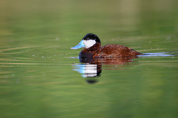 Ruddy duck