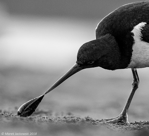 Oyster-catcher / Ostrygojad