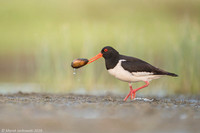Oyster-catcher / Ostrygojad