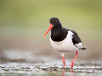 Oyster-catcher / Ostrygojad