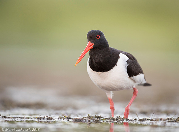 Oyster-catcher / Ostrygojad