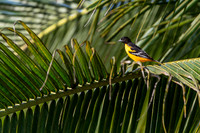 Baltimore oriole