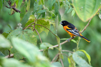 Baltimore oriole