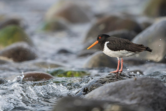 Oyster-catcher / Ostrygojad