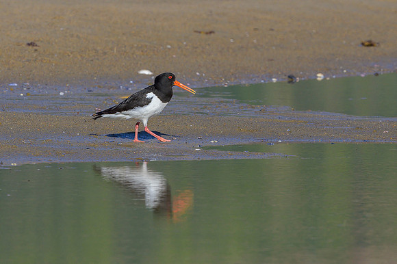 Oyster-catcher / Ostrygojad