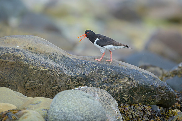Oyster-catcher / Ostrygojad