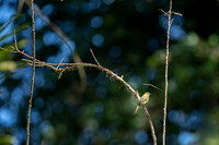 Baltimore oriole