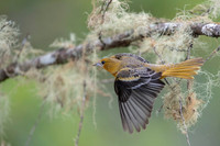 Baltimore oriole
