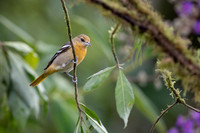 Baltimore oriole
