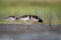 Oyster-catcher / Ostrygojad