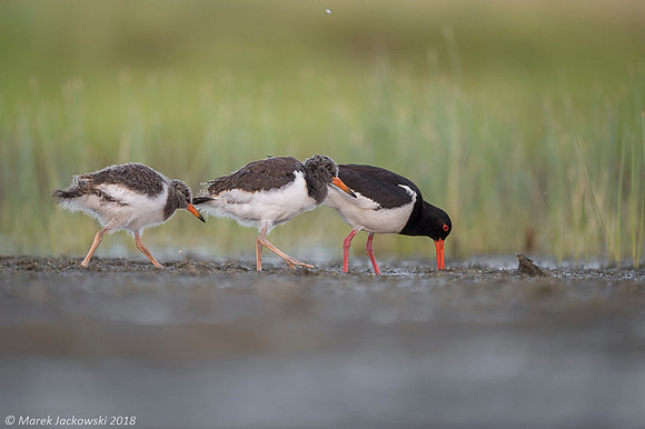Oyster-catcher / Ostrygojad
