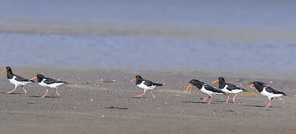 Oyster-catcher / Ostrygojad