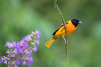Baltimore oriole