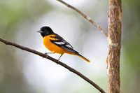Baltimore oriole