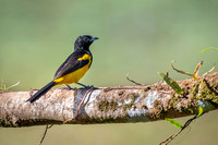 Baltimore oriole