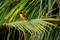 Baltimore oriole