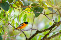 Baltimore oriole