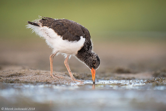 Oyster-catcher / Ostrygojad