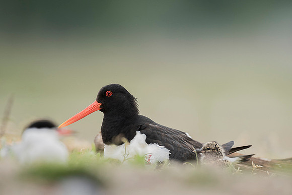 Oyster-catcher / Ostrygojad