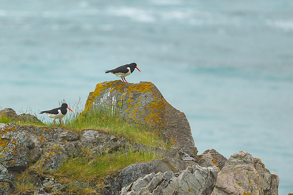 Oyster-catcher / Ostrygojad