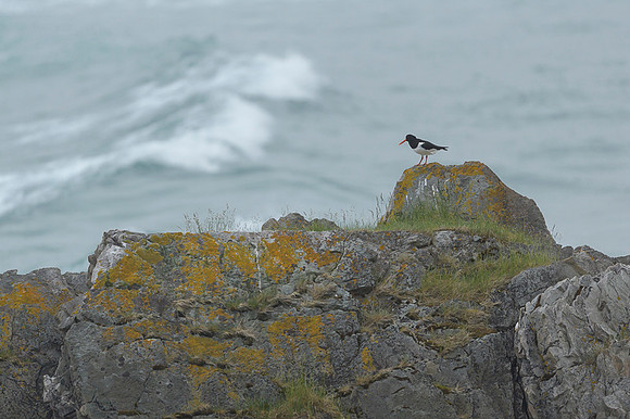 Oyster-catcher / Ostrygojad