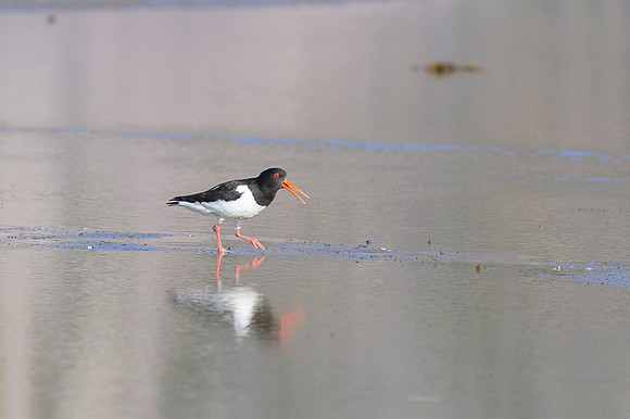 Oyster-catcher / Ostrygojad