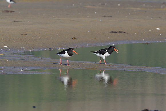 Oyster-catcher / Ostrygojad