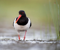 Oyster-catcher / Ostrygojad