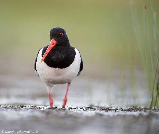Oyster-catcher / Ostrygojad