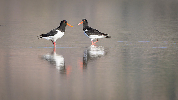 Oyster-catcher / Ostrygojad