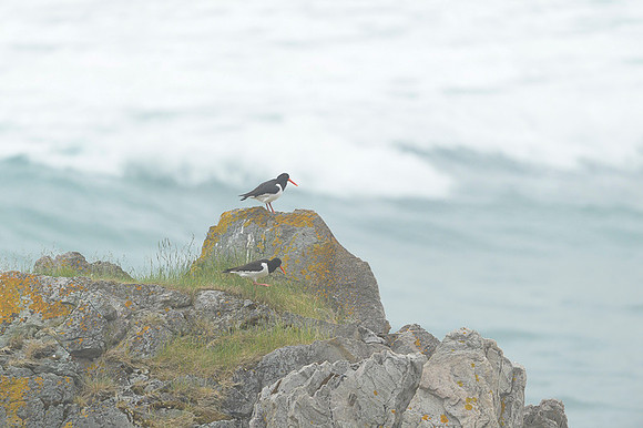 Oyster-catcher / Ostrygojad
