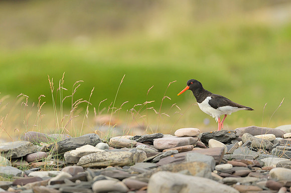 Oyster-catcher / Ostrygojad