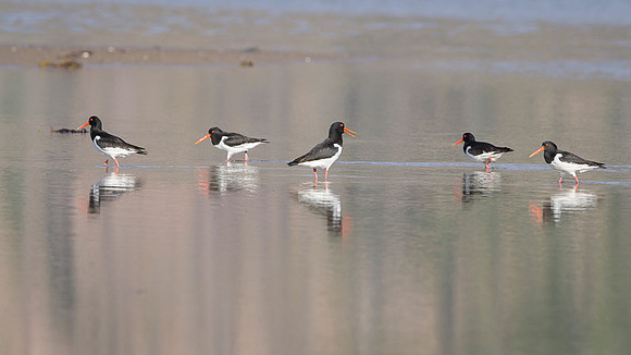 Oyster-catcher / Ostrygojad