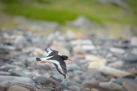 Oyster-catcher / Ostrygojad