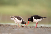 Oyster-catcher / Ostrygojad