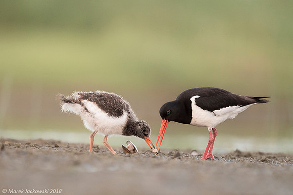 Oyster-catcher / Ostrygojad