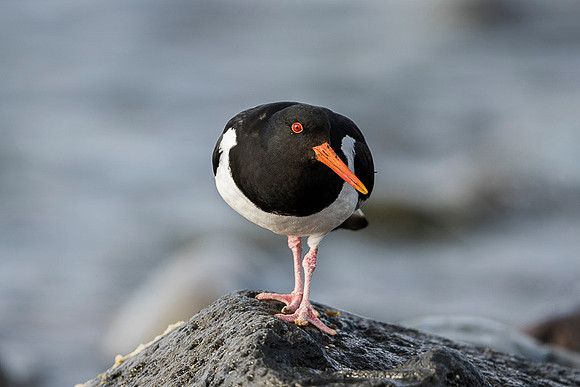 Oyster-catcher / Ostrygojad